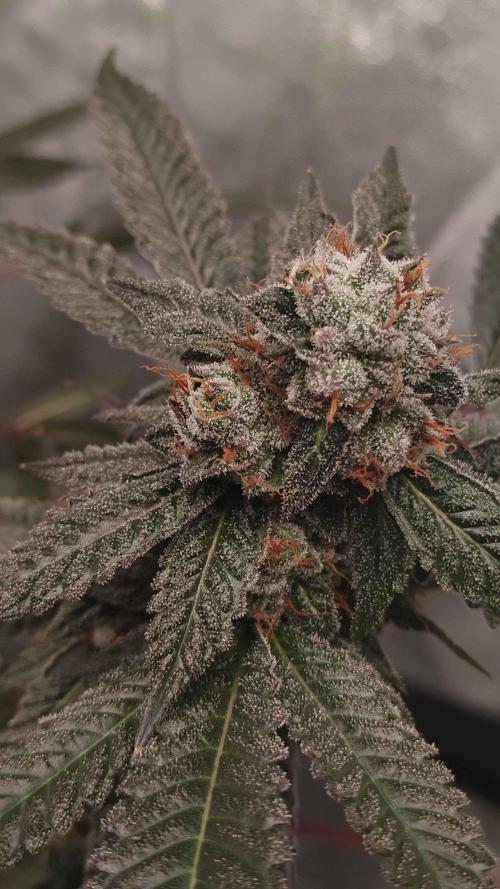 Jokerz Candy. Week 10
