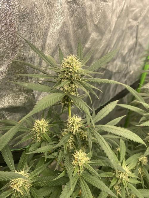 Maui True Blood. Week 7