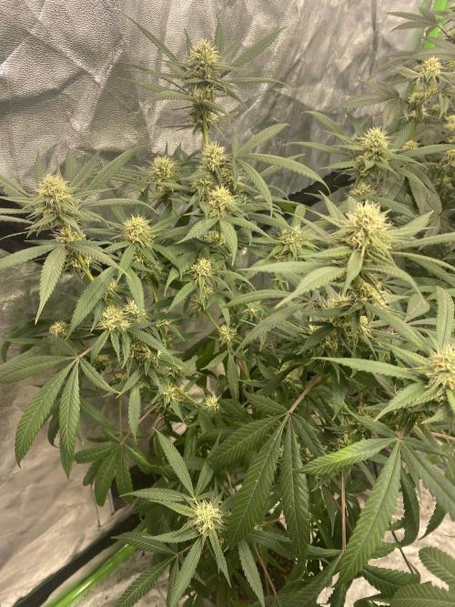 Maui True Blood. Week 7