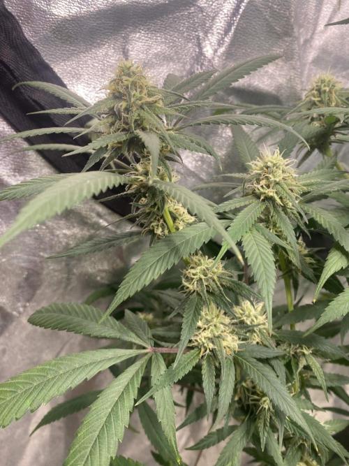 Maui True Blood. Week 7