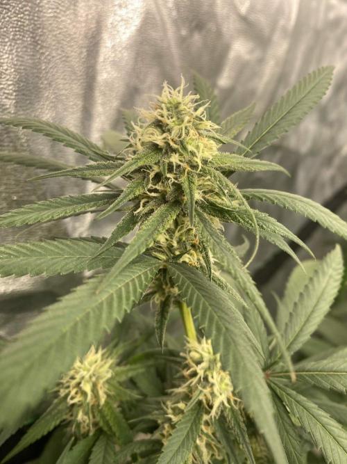 Maui True Blood. Week 7