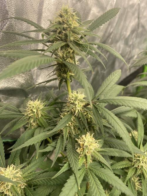 Maui True Blood. Week 7