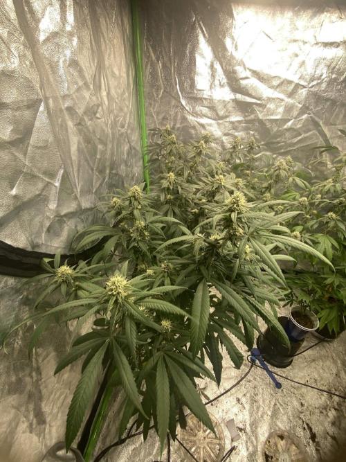 Maui True Blood. Week 7
