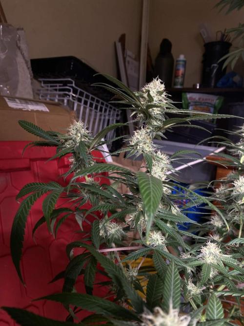 Maui True Blood. Week 8