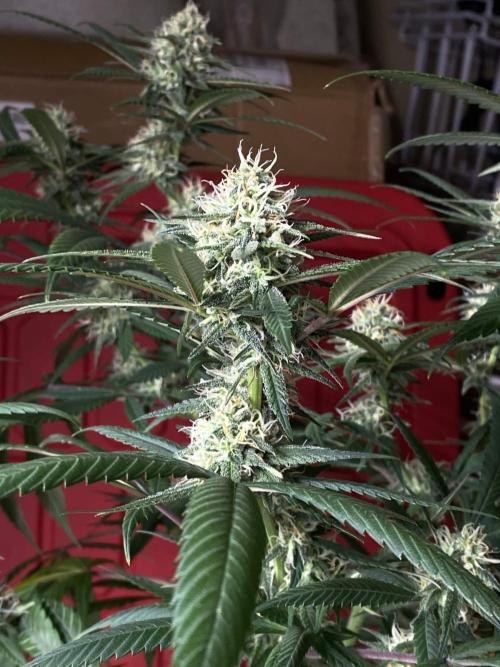 Maui True Blood. Week 8
