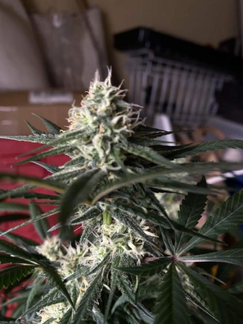 Maui True Blood. Week 7