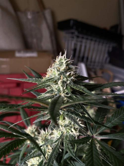 Maui True Blood. Week 7
