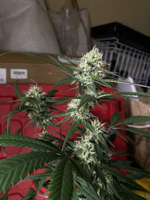 Maui True Blood. Week 7