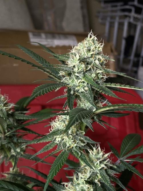 Maui True Blood. Week 7