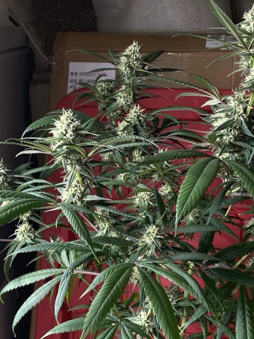 Maui True Blood. Week 7