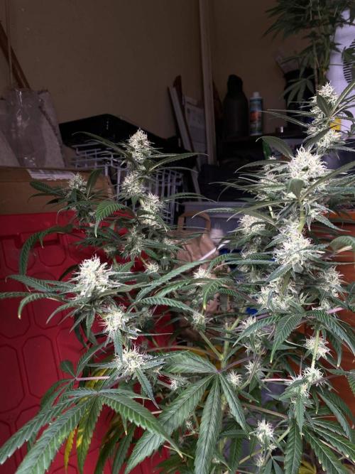 Maui True Blood. Week 7