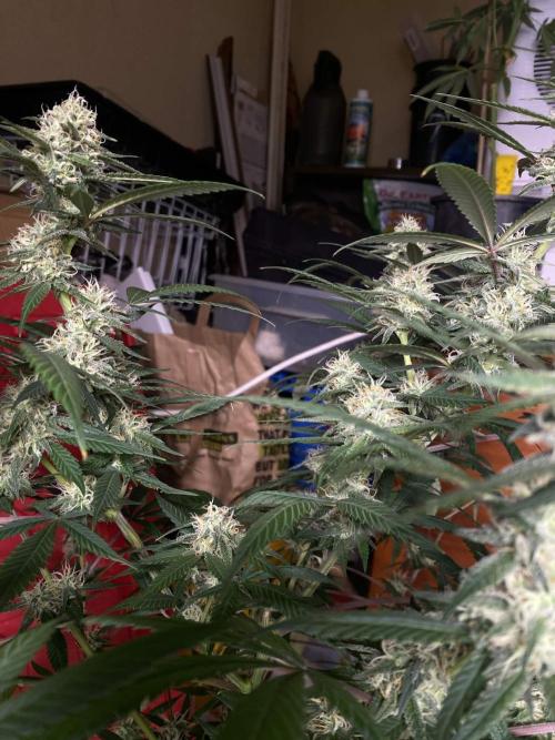 Maui True Blood. Week 7
