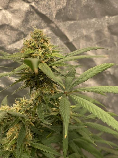 Maui True Blood. Week 9