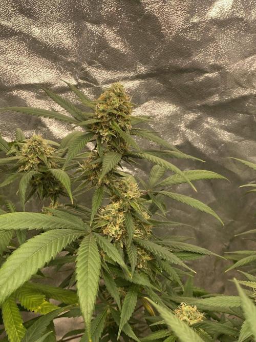 Maui True Blood. Week 9
