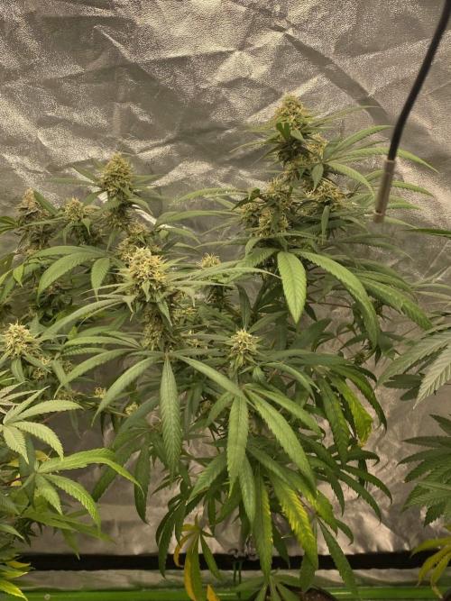 Maui True Blood. Week 9