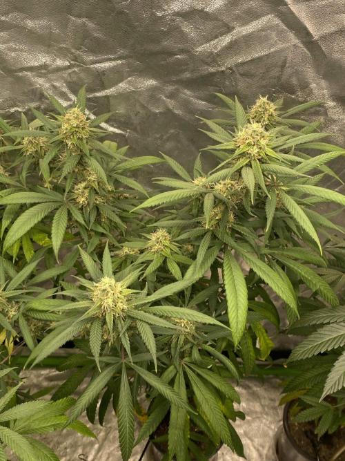 Maui True Blood. Week 9