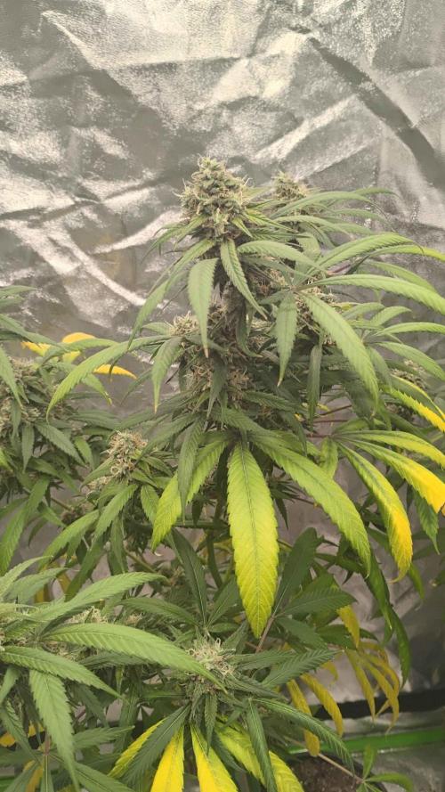 Maui True Blood. Week 10