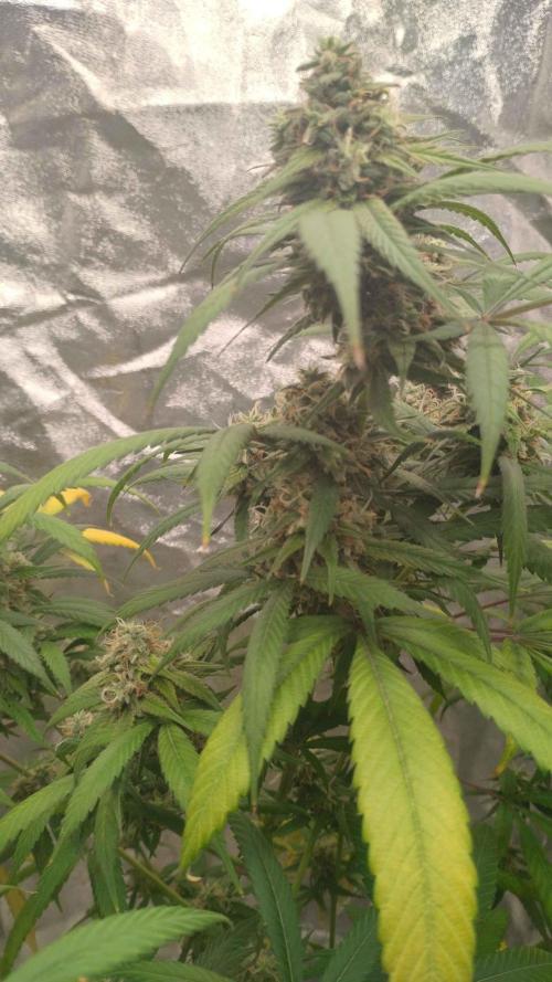 Maui True Blood. Week 10