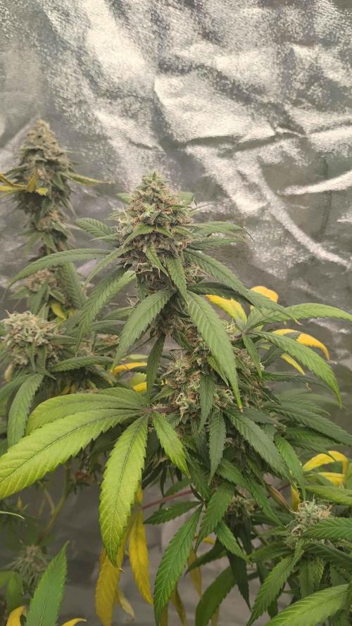 Maui True Blood. Week 10