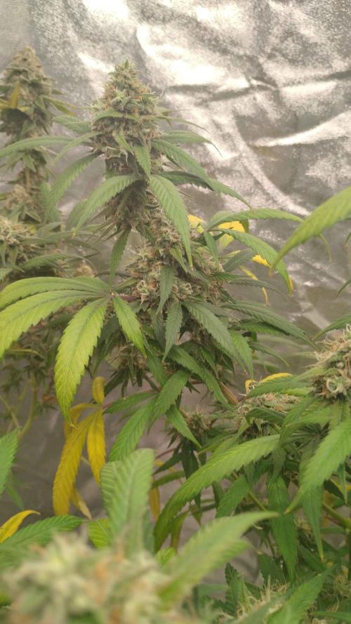 Maui True Blood. Week 10