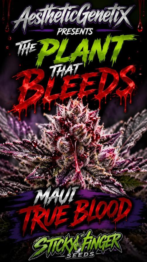 Maui True Blood. Week 11