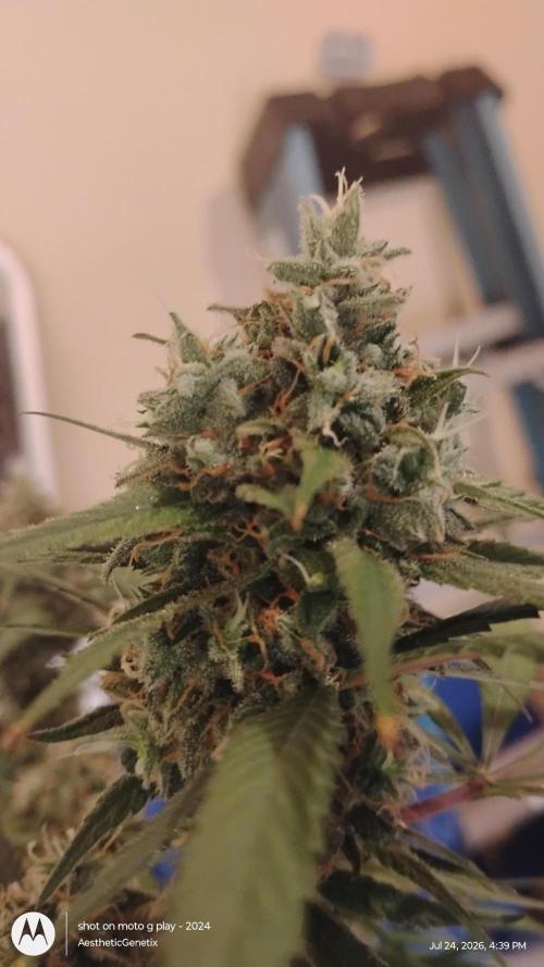 Maui True Blood. Week 11