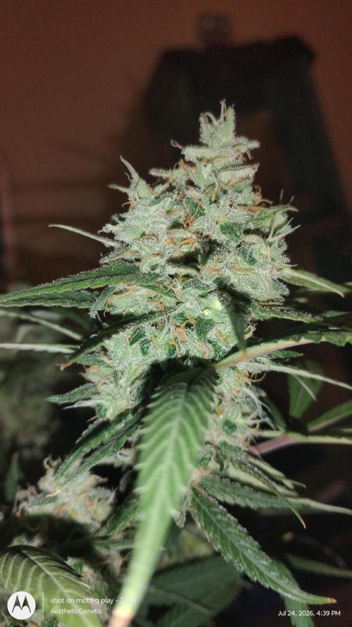 Maui True Blood. Week 11
