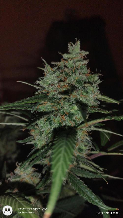 Maui True Blood. Week 11