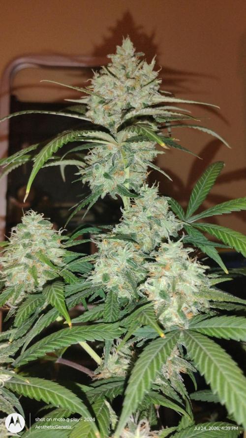 Maui True Blood. Week 11