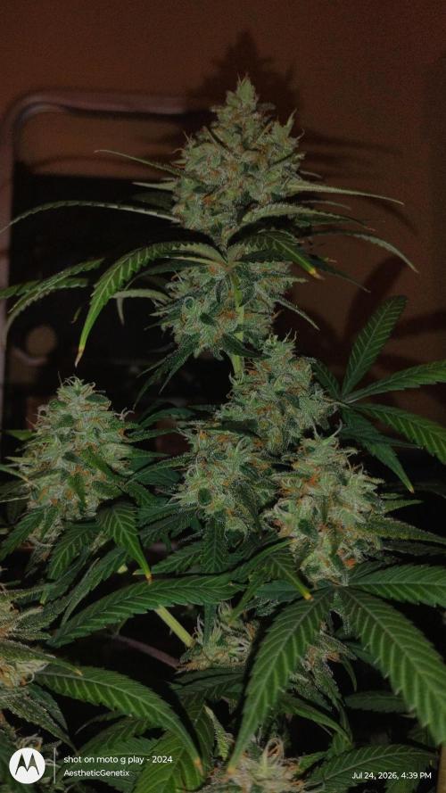 Maui True Blood. Week 11