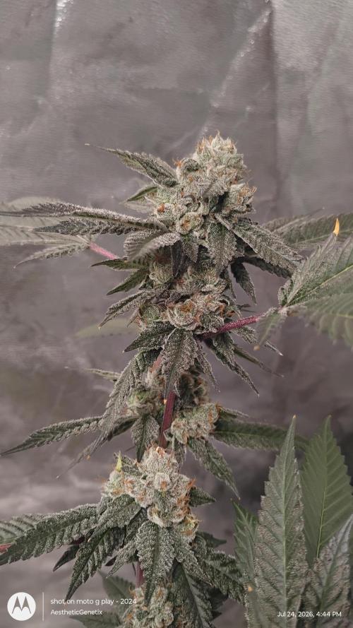Jokerz Candy. Week 11