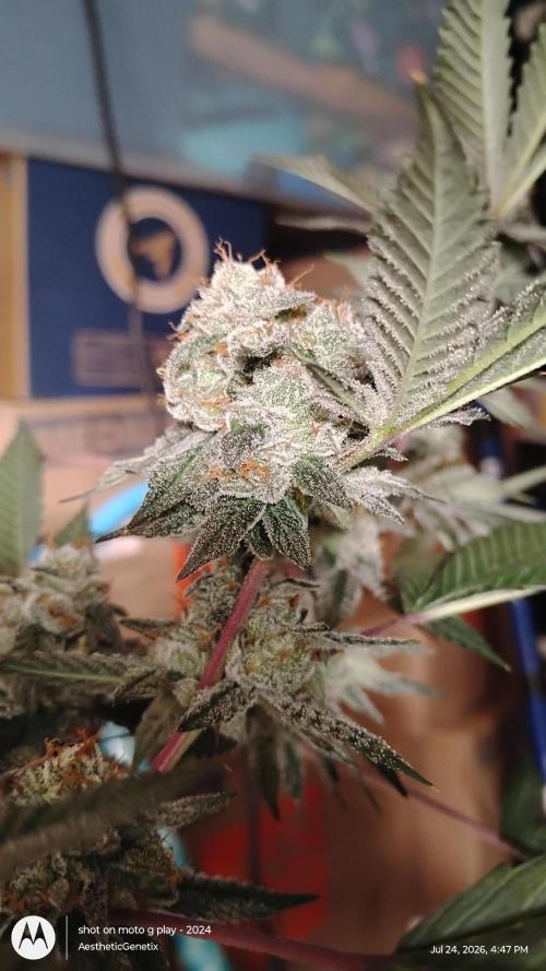 Jokerz Candy. Week 11