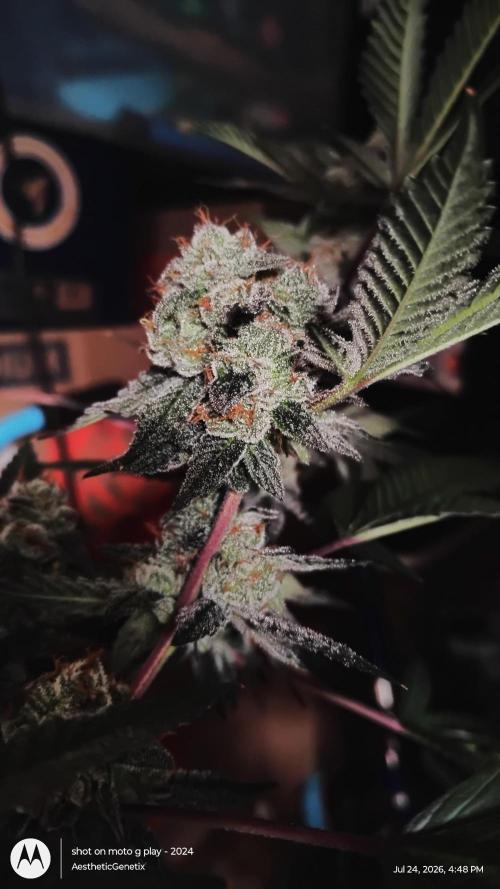 Jokerz Candy. Week 11