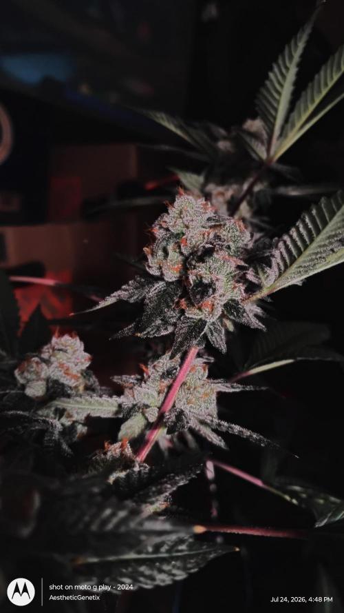 Jokerz Candy. Week 11