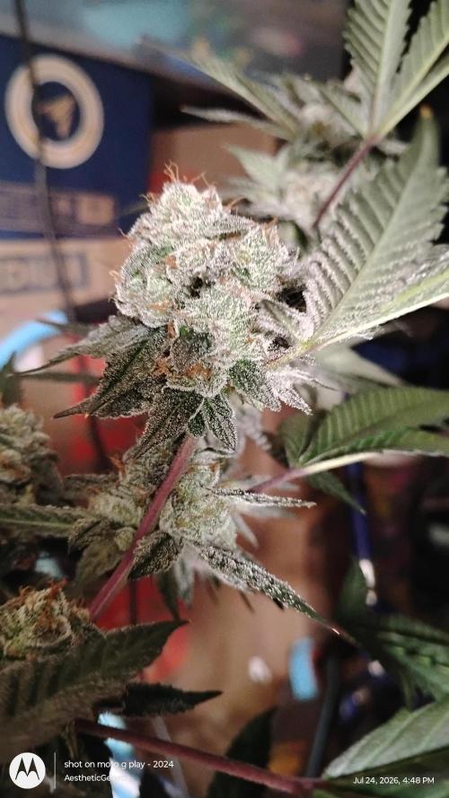 Jokerz Candy. Week 11