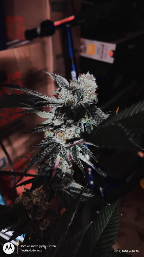 Jokerz Candy. Week 11