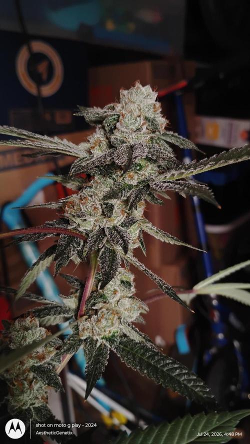 Jokerz Candy. Week 11
