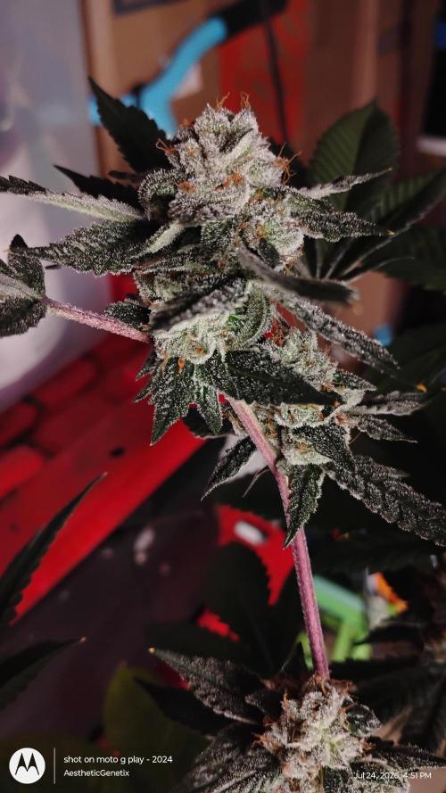 Jokerz Candy. Week 11