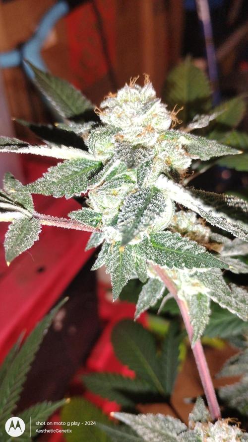 Jokerz Candy. Week 11