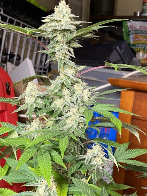 Legit SuperBoof Strain of The Year. Week 10