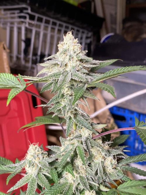 Legit SuperBoof Strain of The Year. Week 10