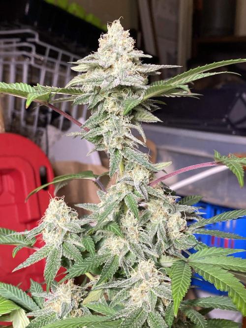 Legit SuperBoof Strain of The Year. Week 10