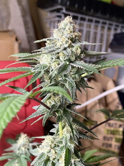 Legit SuperBoof Strain of The Year. Week 10
