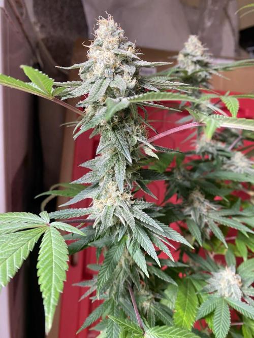 Legit SuperBoof Strain of The Year. Week 10