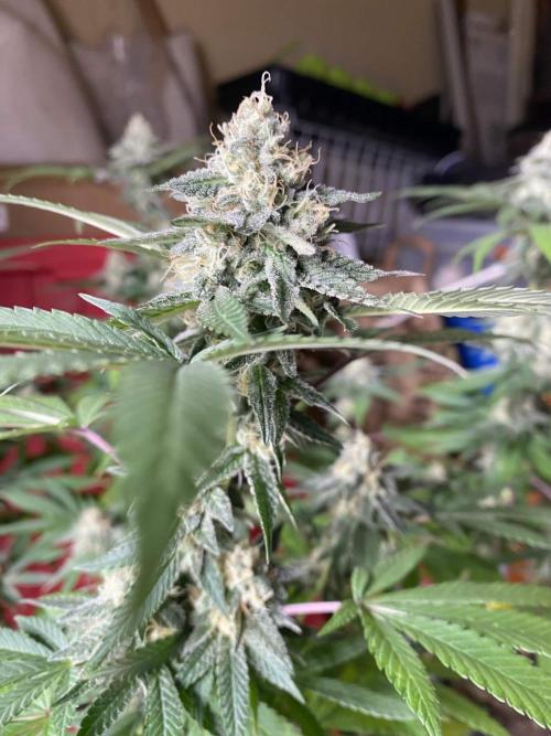 Legit SuperBoof Strain of The Year. Week 10