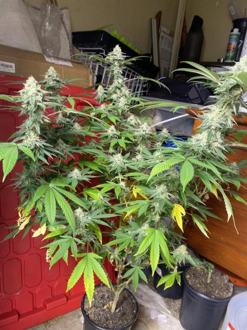 Legit SuperBoof Strain of The Year. Week 10