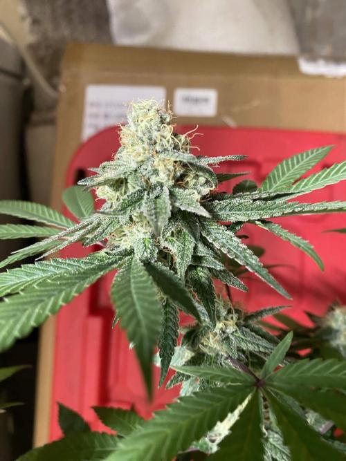 Legit SuperBoof Strain of The Year. Week 10