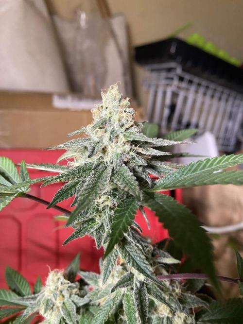 Legit SuperBoof Strain of The Year. Week 10