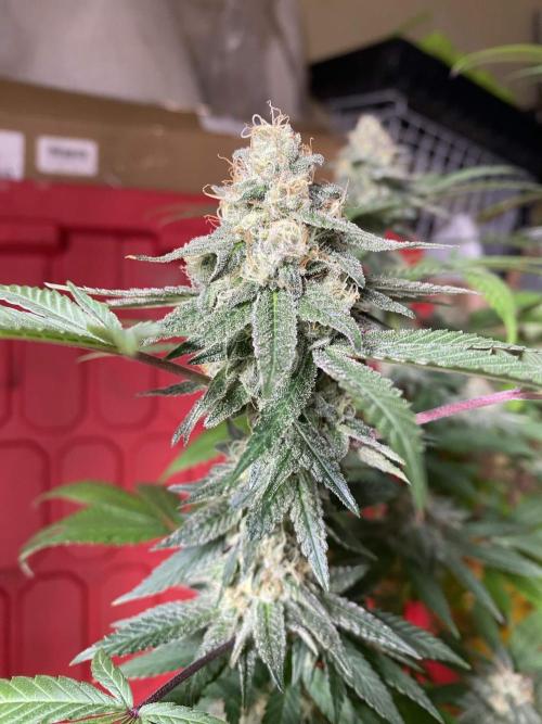 Legit SuperBoof Strain of The Year. Week 10