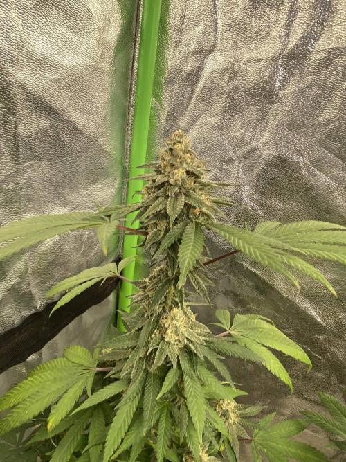 Legit SuperBoof Strain of The Year. Week 11